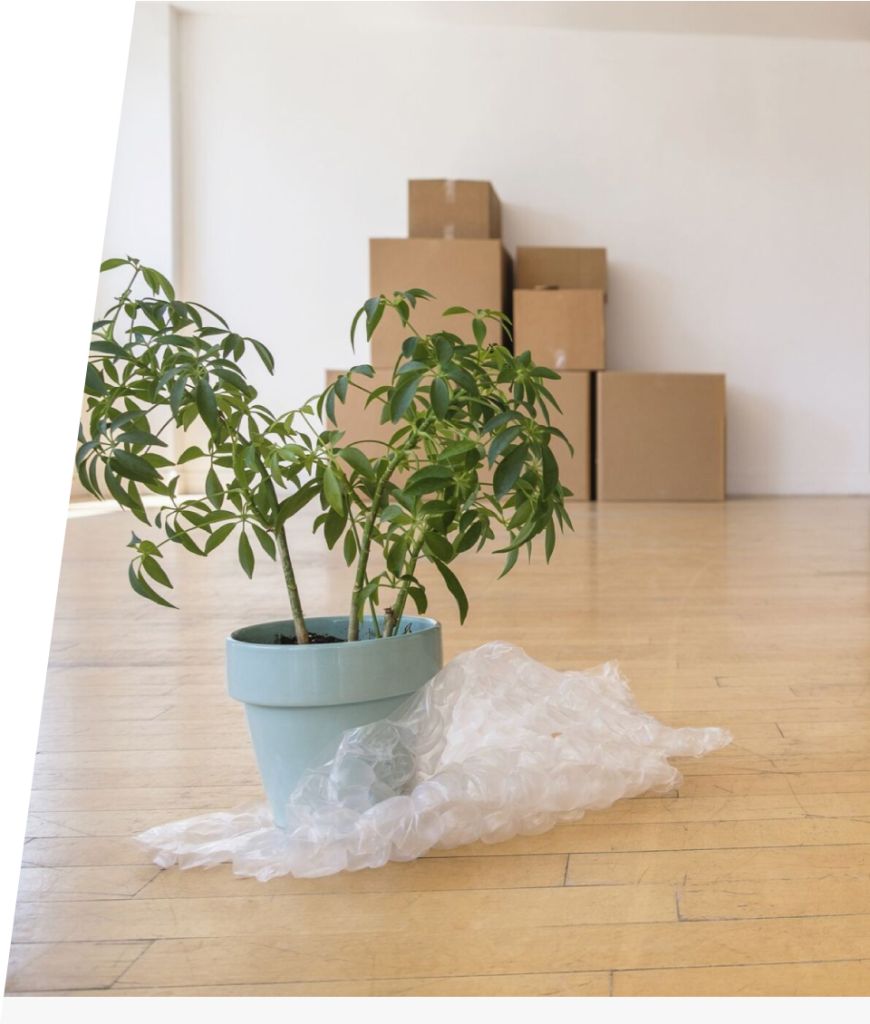 Best Plant Removalists in Sydney Professional Plant Movers