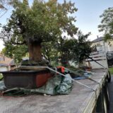 tree removaist sydney.png