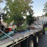 tree removal in sydney