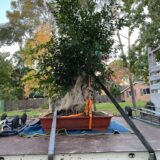 tree removal sydney