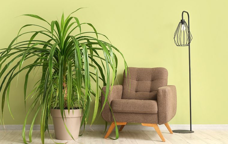 How to Transport Plants When Moving Long Distance | How to Move Plants Long Distance